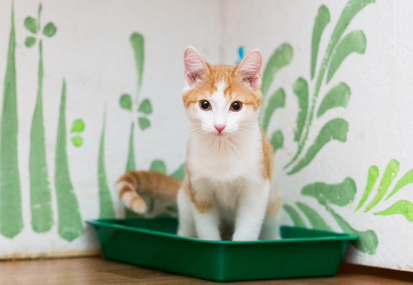 Te enseñamos cómo limpiar el arenero del gato - Blog